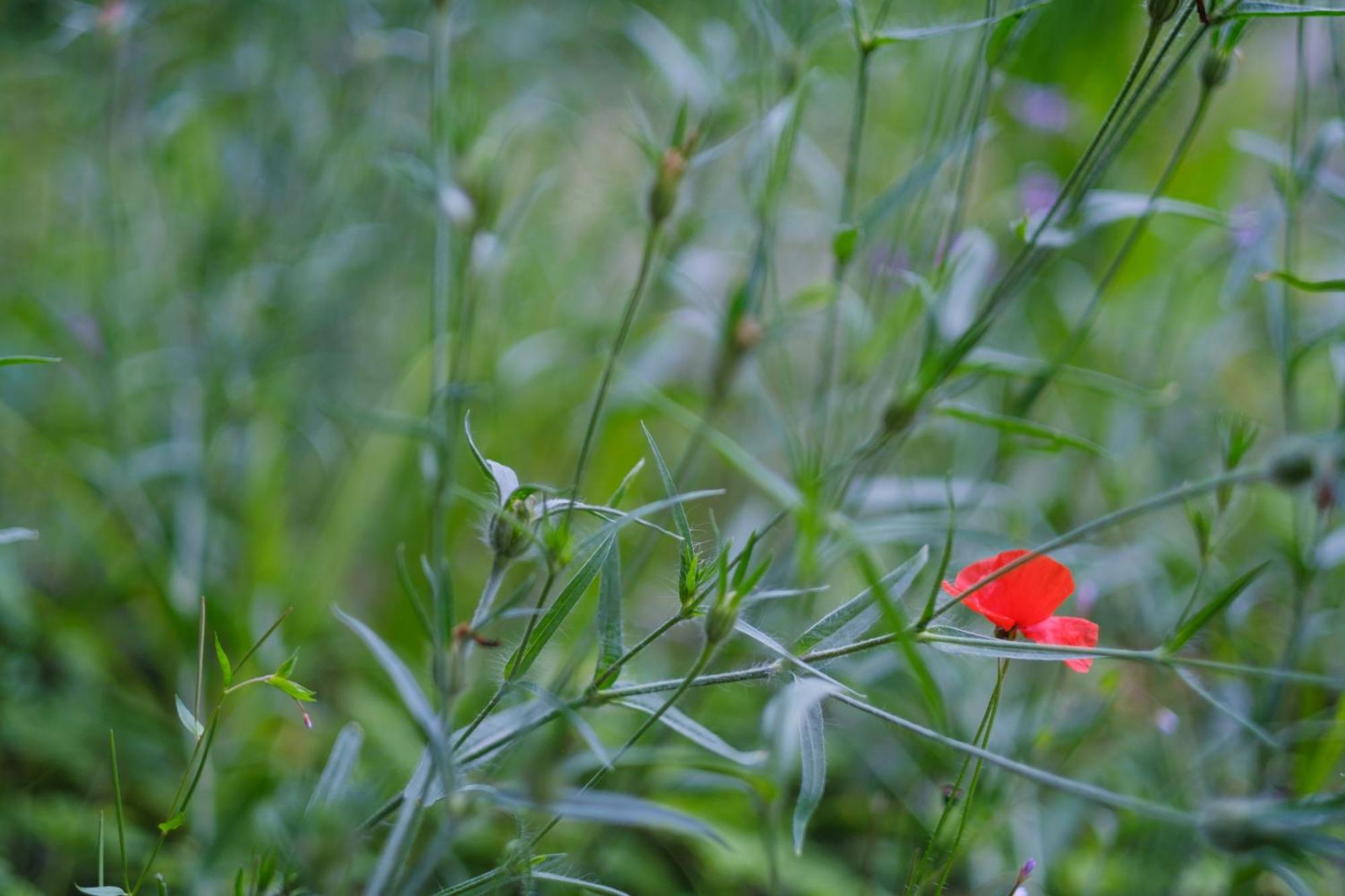 Tig Cottage - A Rural, Quirky, Pet Friendly 2 Bedroom Cottage Near Ballantrae Exteriér fotografie