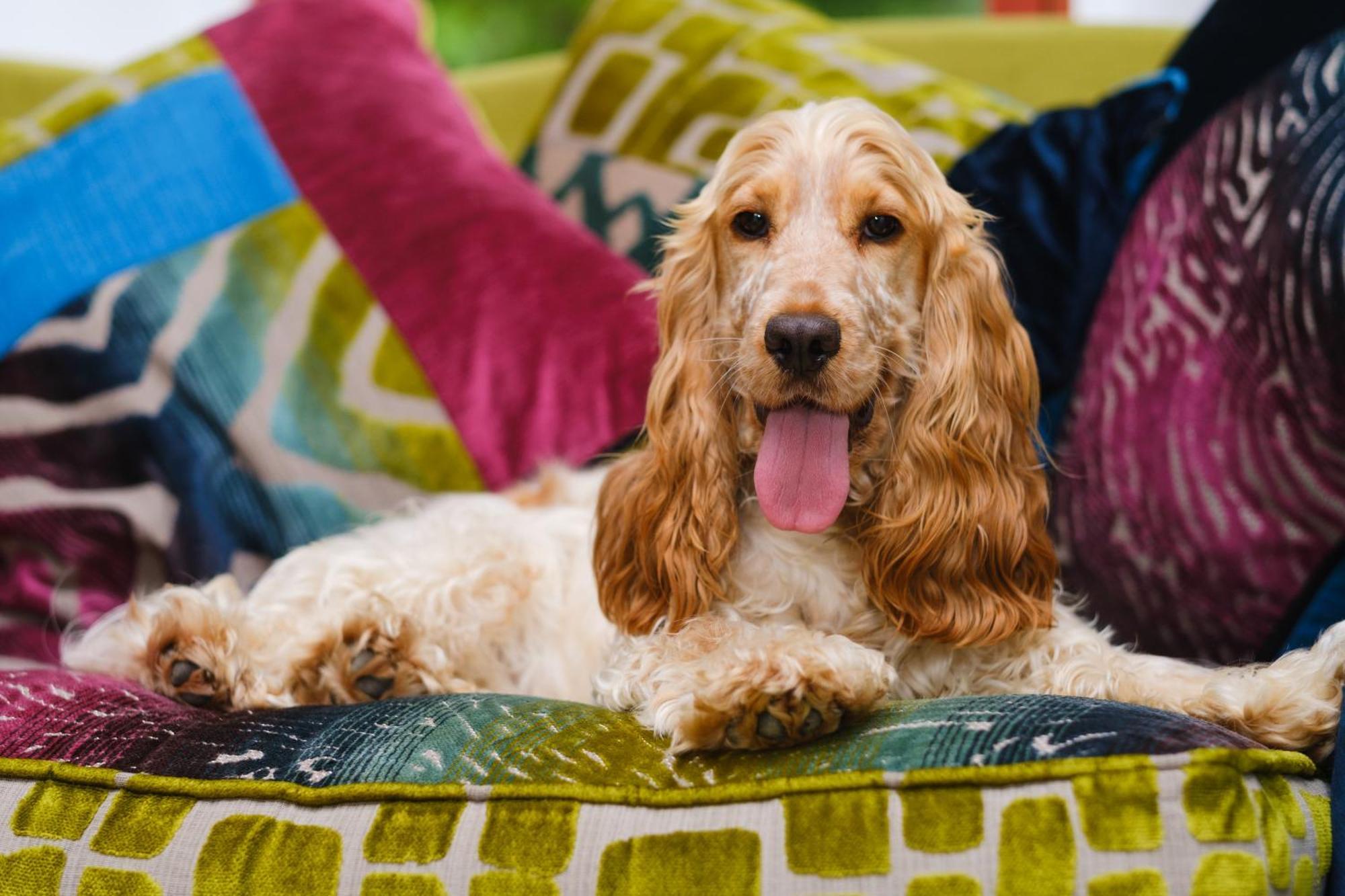 Tig Cottage - A Rural, Quirky, Pet Friendly 2 Bedroom Cottage Near Ballantrae Exteriér fotografie